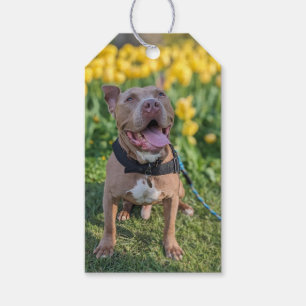 Etiquetas Para Regalos Fotografía Feliz de Pit Bull