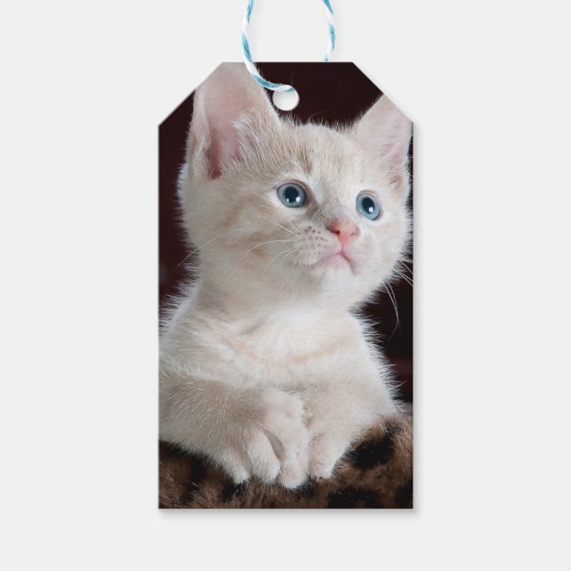 Etiquetas Para Regalos Gatito blanco vulnerable (Anverso)