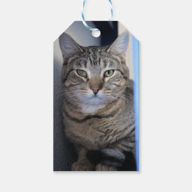 Etiquetas Para Regalos Gato (Anverso)