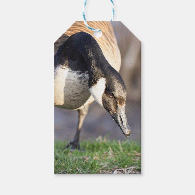 Etiquetas Para Regalos Goos de Canadá (Anverso)