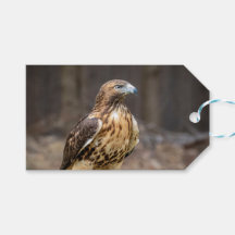 Halcón de cola roja en el Valle de Hudson