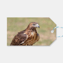 Halcón de cola roja en el Valle de Hudson