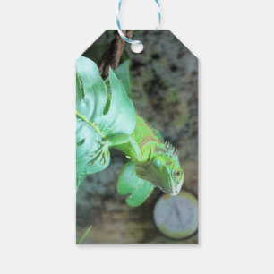 Etiquetas Para Regalos iguana verde