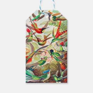 Etiquetas Para Regalos Impresión de colibríes de 1904