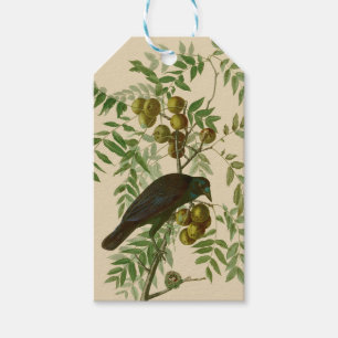 Etiquetas Para Regalos Impresión de pájaro Grackle púrpura de Audubon Vin
