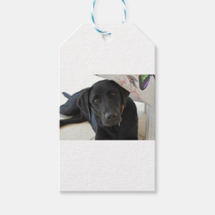 Etiquetas Para Regalos Labrador retriever negro adaptable