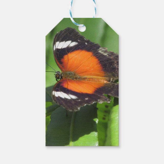Etiquetas Para Regalos Mariposa tropical (Anverso)