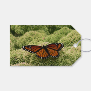 Etiquetas Para Regalos Mariposa Viceroy Hermosa Fotografía de la Naturale