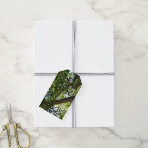 Etiquetas Para Regalos Naturaleza verde del árbol de Sycamore