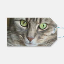 Ojos Esmeralda - Retrato de un gato de ojos verdes