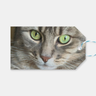 Etiquetas Para Regalos Ojos Esmeralda - Retrato de un gato de ojos verdes