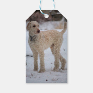 Etiquetas Para Regalos Ollie