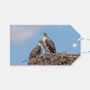 Etiquetas Para Regalos Osprey juvenil en el nido