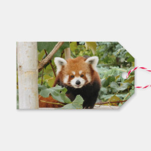 Etiquetas Para Regalos Panda rojo