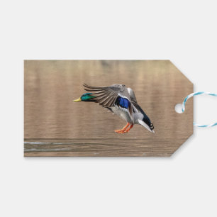 Etiquetas Para Regalos Pato Mallard en vuelo
