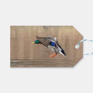 Etiquetas Para Regalos Pato Mallard en vuelo