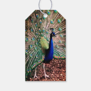 Etiquetas Para Regalos Peacock