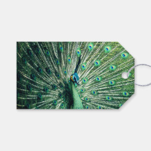 Etiquetas Para Regalos Peacock Strut