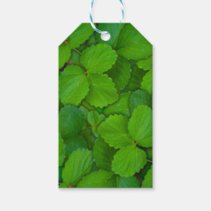 Etiquetas Para Regalos Sacro Basil Hojas de la Moneda Verde de Tulsi