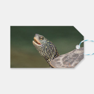 Etiquetas Para Regalos Tortuga en el río LaChute