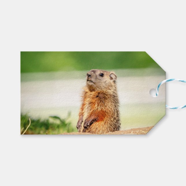 Etiquetas Para Regalos Young Groundhog (Frente (Horizontal))