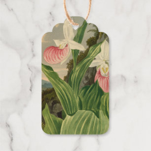 Etiquetas Para Regalos Zapatilla de Dama Rosa Orquídea Floral Botánica Vi