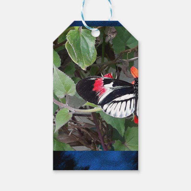 Etiquetas Para Regalos Zebra tail butterfly (Anverso)