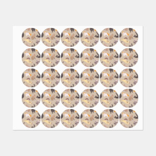 Etiquetas Patrón de gato