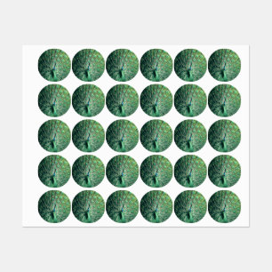 Etiquetas Peacock Strut