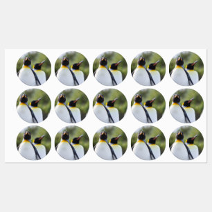 Etiquetas Pingüinos de rey