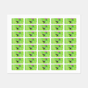 Etiquetas Pintura de colibrí y guisantes dulces