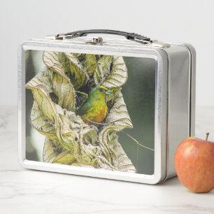 Eufonía con respaldo de olivo, fotografía aviar de