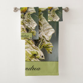 Euphonia oliva, fotografía de aves en Belice