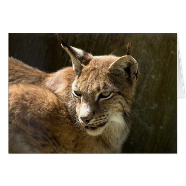 Eurasian Lynx (Anverso (Horizontal))