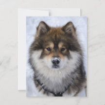 Eurasier, tarjeta de saludo de perro