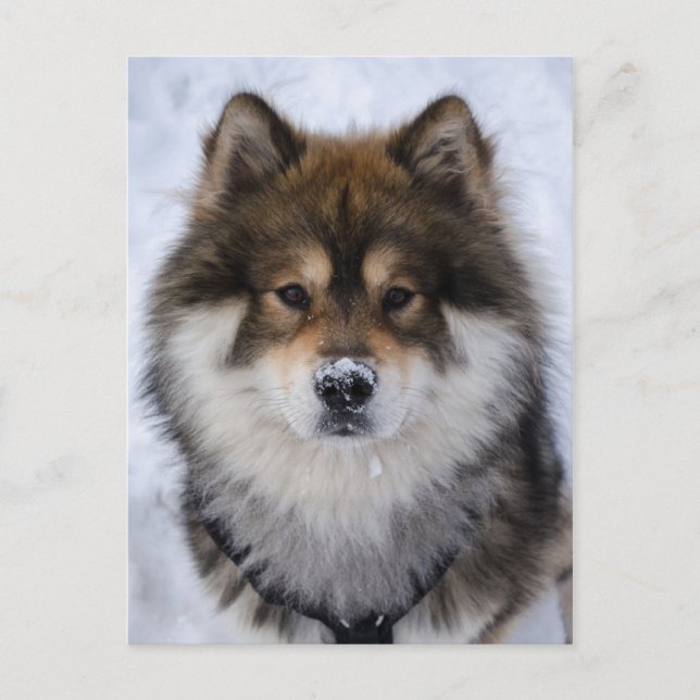 Eurasier, tarjeta de saludo de perro (Anverso)