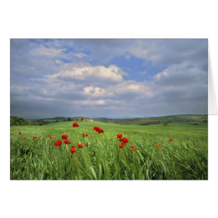 Europa, Toscana, Poggiolo. Las amapolas rojas se m