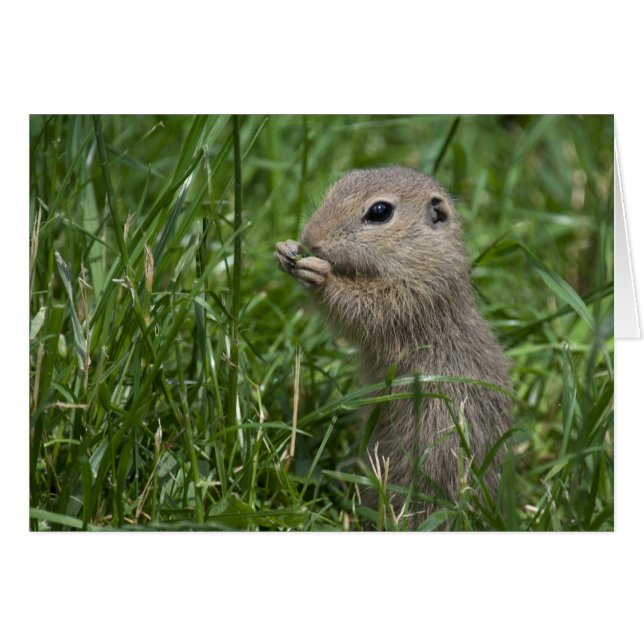 European ground squirrel (Anverso (Horizontal))