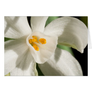 Evento Y Boda De Primavera De Flor Blanca