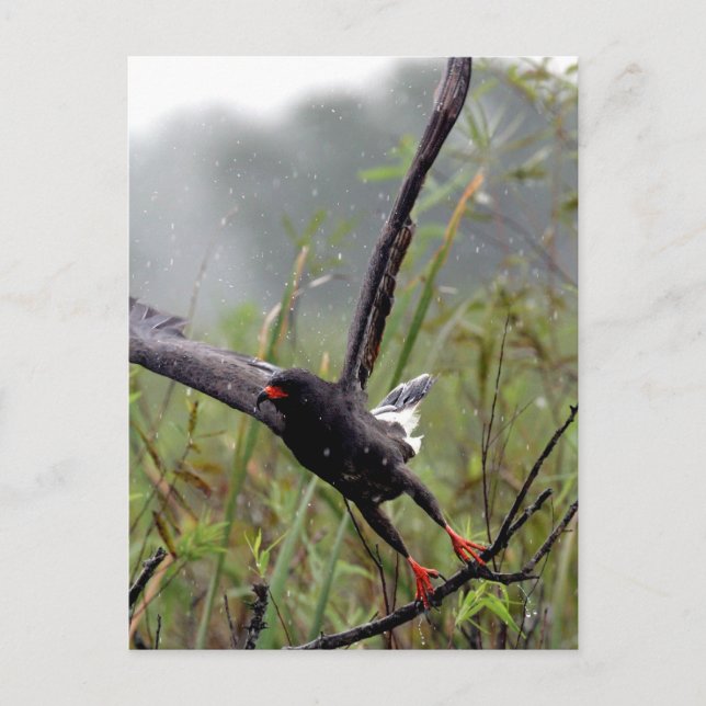 Everglades Snail Kite #1 postal (Anverso)