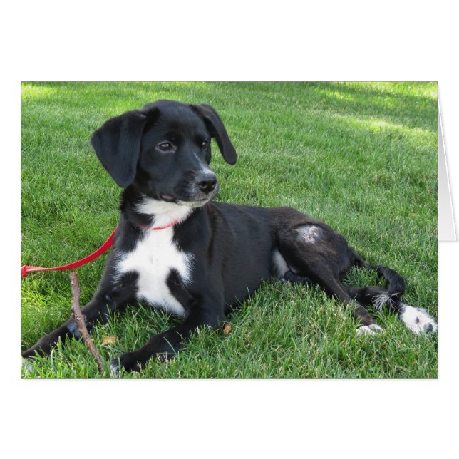 ¡Everly! (Anverso (Horizontal))