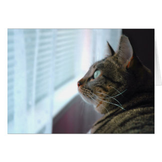 Evey the Kitty contempla afuera