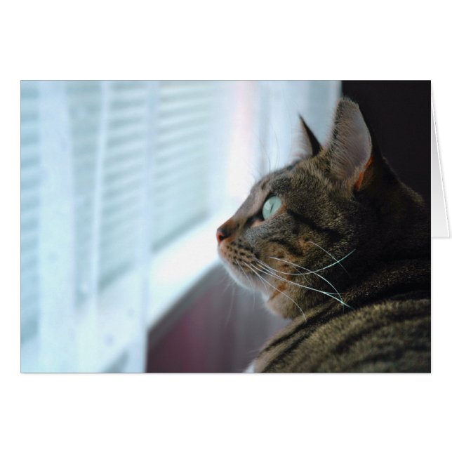 Evey the Kitty contempla afuera (Anverso (Horizontal))