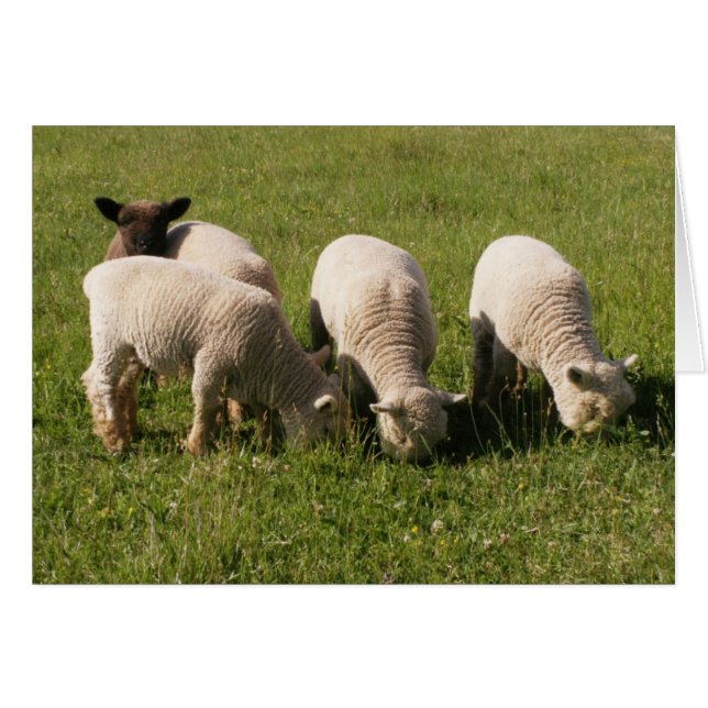 ¡Ewe-Niquetón! (Anverso (Horizontal))