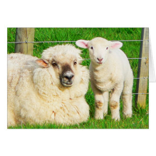 Ewe y Lamb