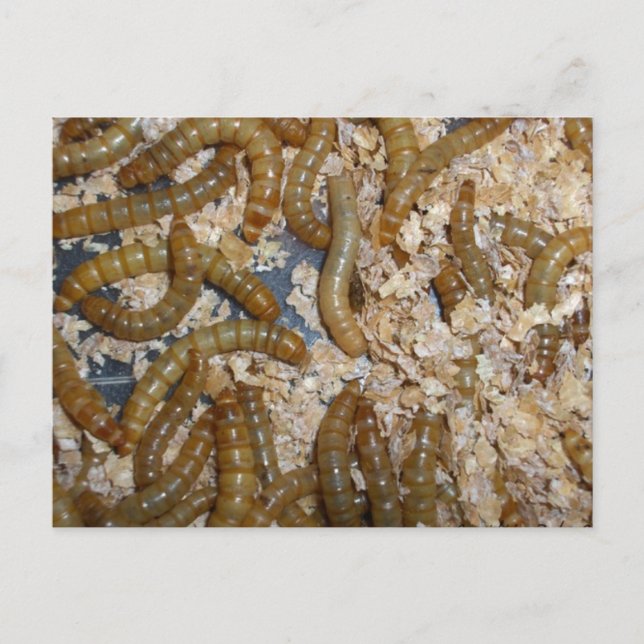 ¡Ewww! Postales de lombrices de carne (Anverso)