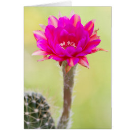 Excitante antimateria Cactus Bloom
