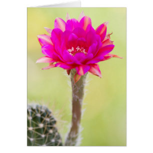 Excitante antimateria Cactus Bloom