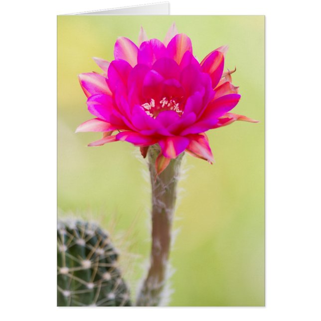 Excitante antimateria Cactus Bloom (Frente)