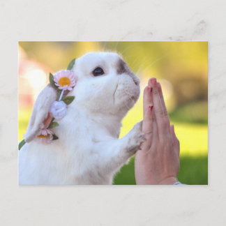 Exención de la postal del conejo